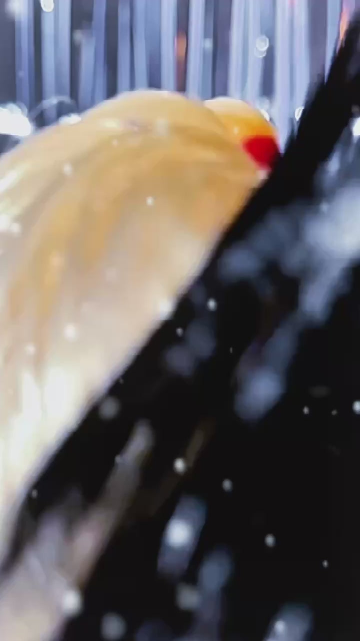 holiday shop video mobile